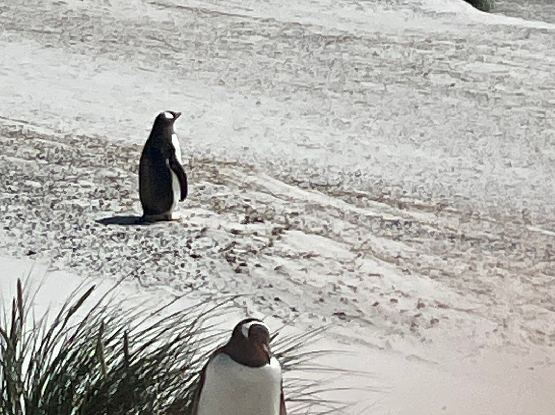 Falkland Islands Tour & Travel-Stanley必去景点