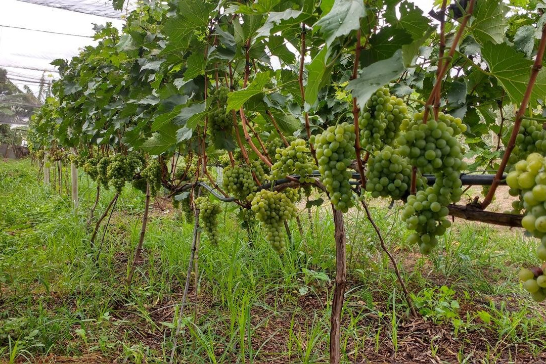 Adega Família Baccetti-维涅杜必去景点