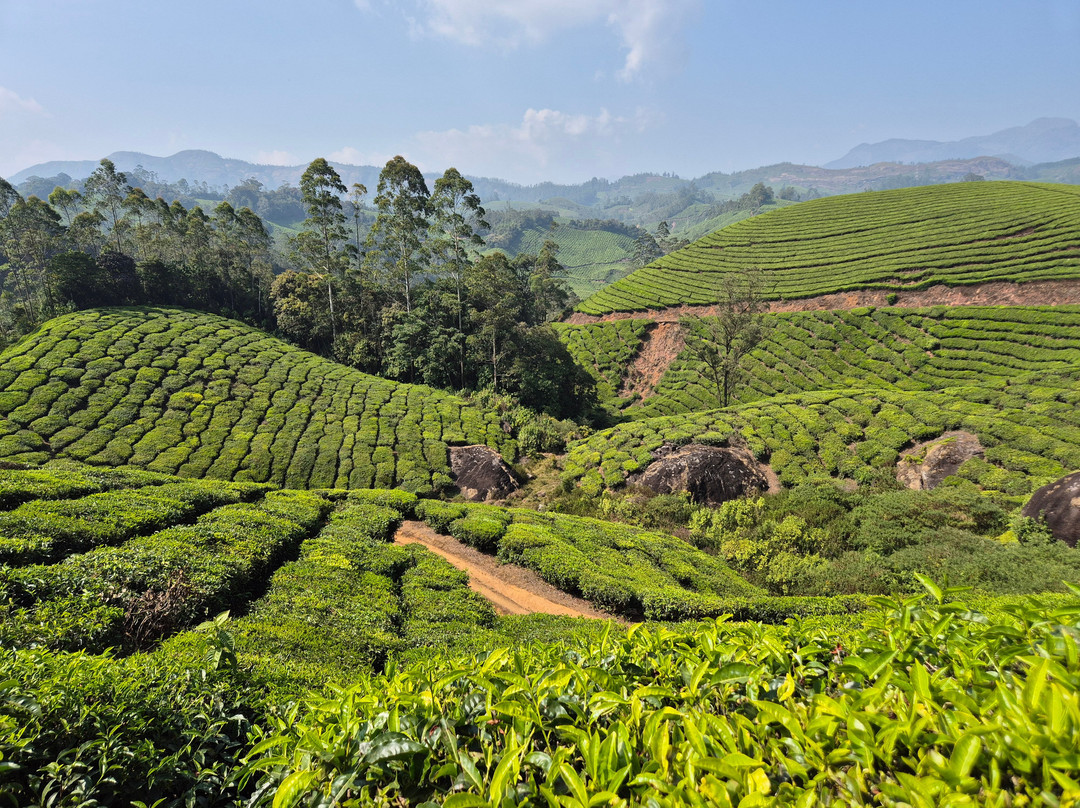 Munnar Hiking Trails景点图片