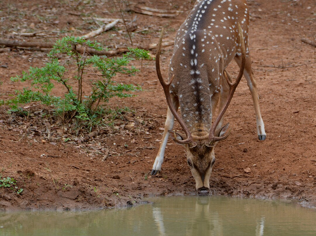 Yala National Park景点图片