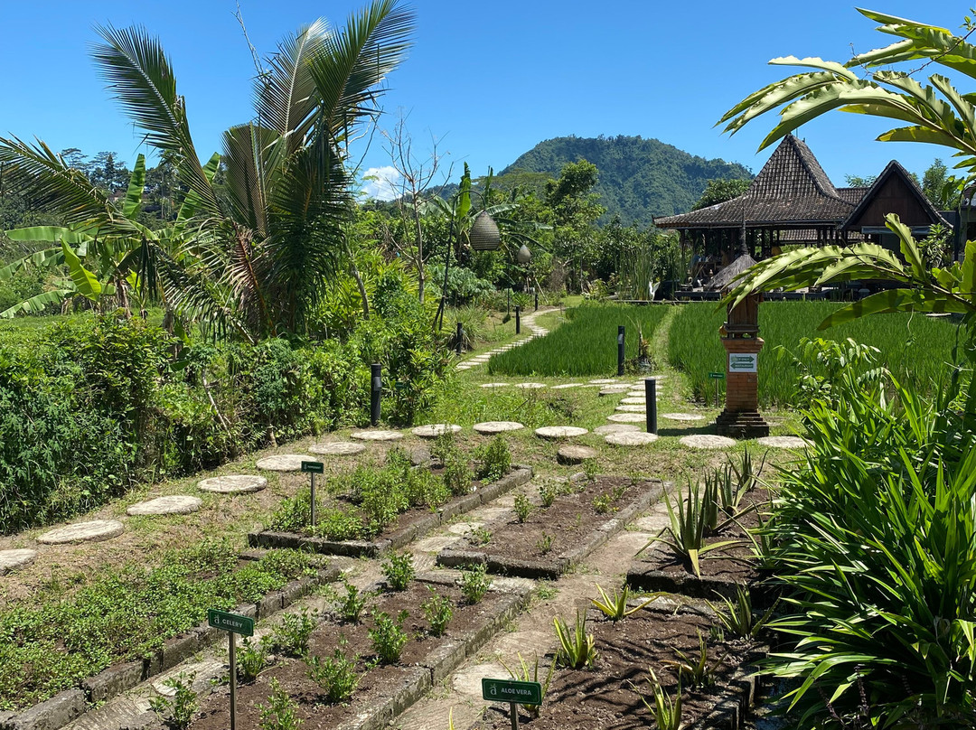 Anandinii Organic Garden & Kitchen景点图片