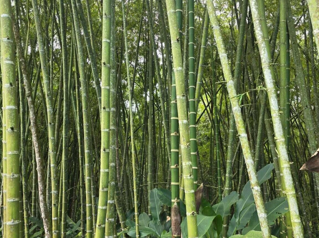 Eco Hotel Hacienda El Diamante主图