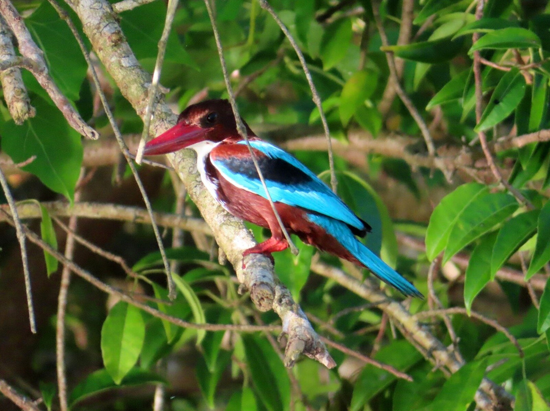 Kalametiya Lagoon Safari-Hungama必去景点