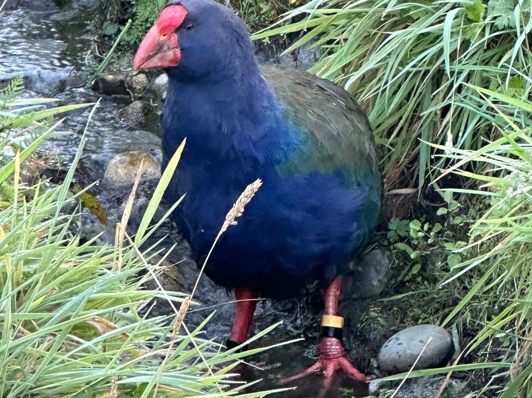Te Anau Bird Sanctuary-蒂阿瑙必去景点