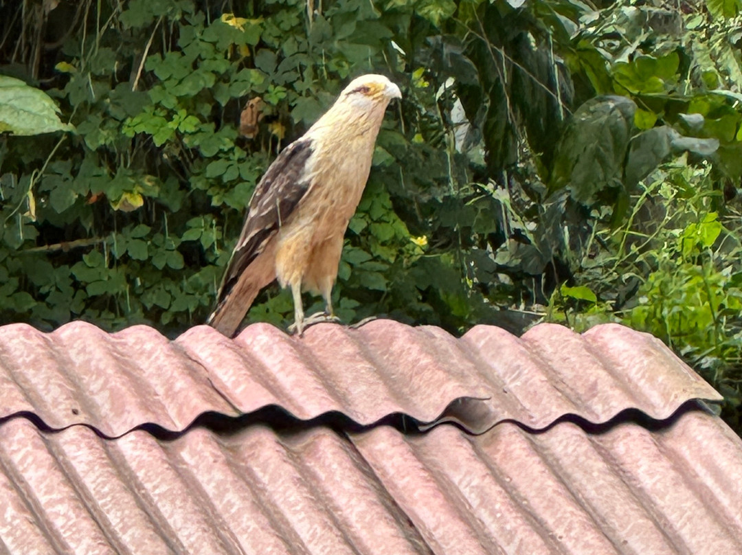 Hacienda Venecia Coffee Farm主图