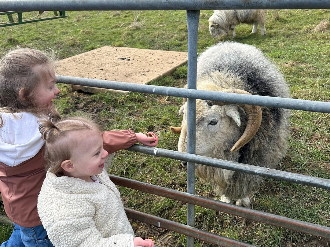 Bucklebury Farm Park景点图片