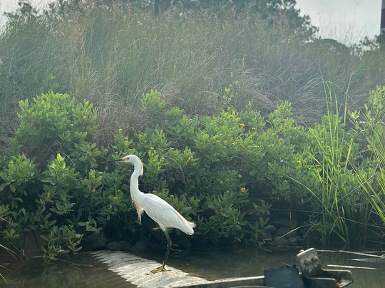 Chincoteague Island Tours-钦科蒂格岛必去景点