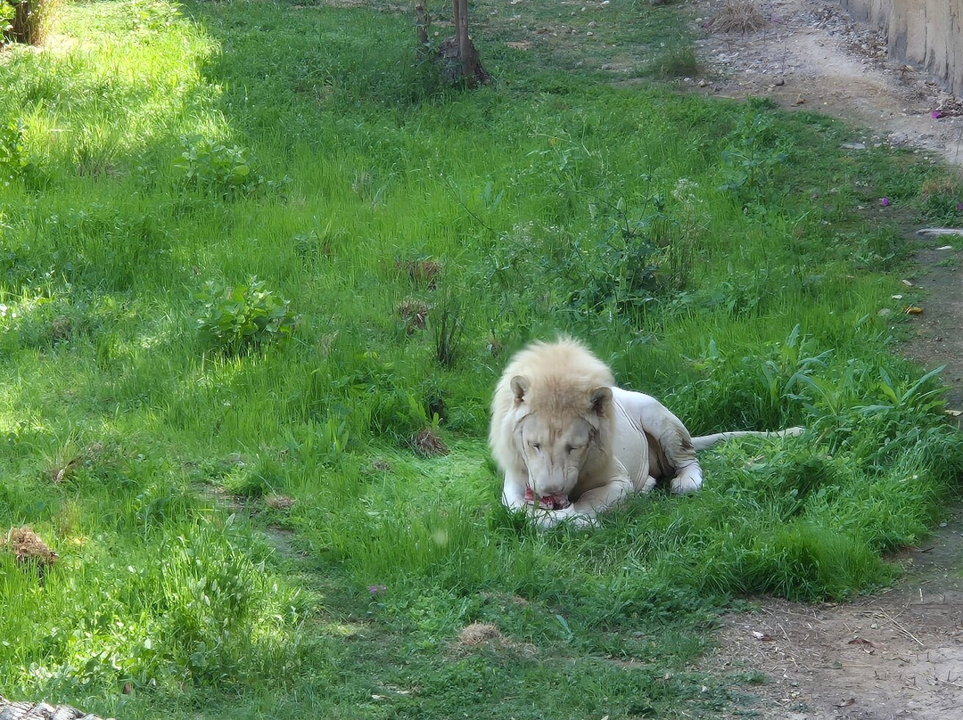 Al Ain Zoo 2017 2018 2019-艾因市必去景点