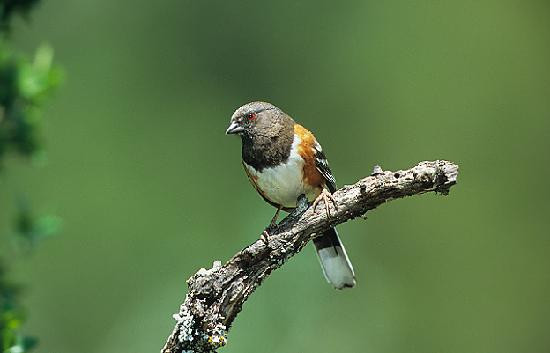 Quiet Hill Ranch - Fredericksburg主图