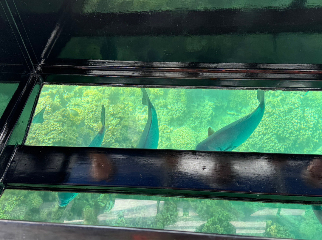 Lord Howe Environmental Tours-豪勋爵群岛必去景点