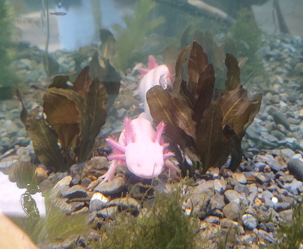 Zoológico de Chapultepec-墨西哥城必去景点