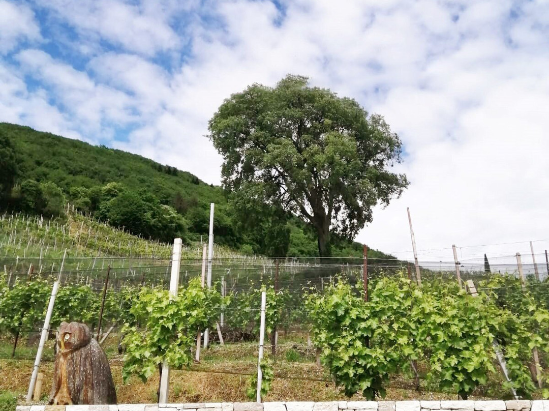 Agriturismo B&B Casa Bortolin主图