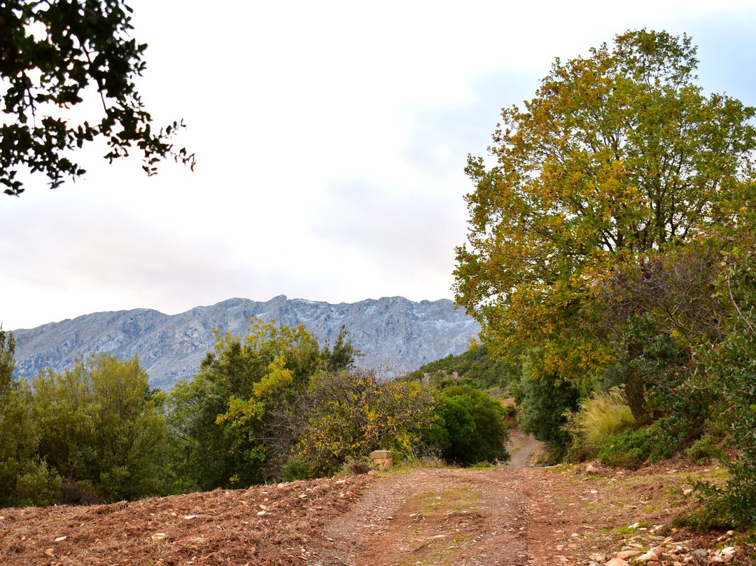 Oak-forest Of Mazi-Argos必去景点