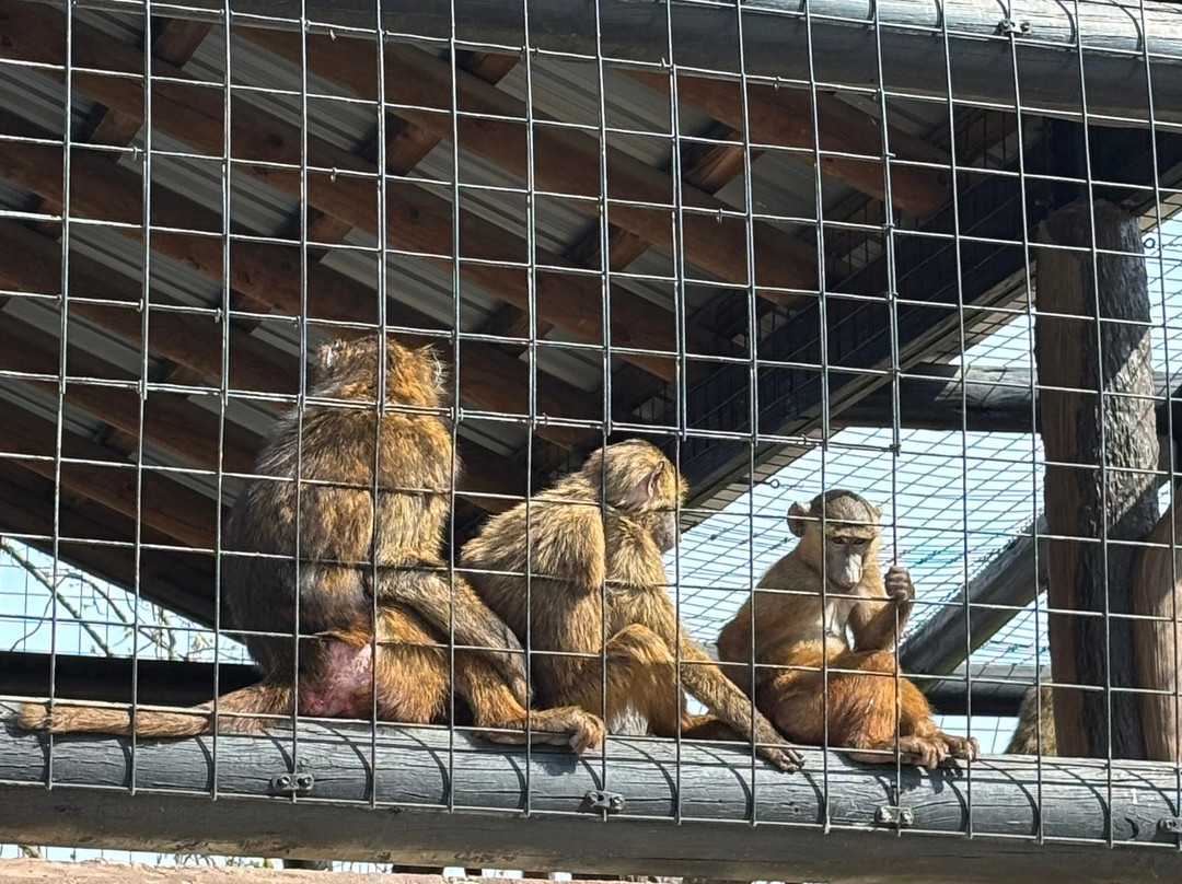 Lake Tobias Wildlife Park景点图片