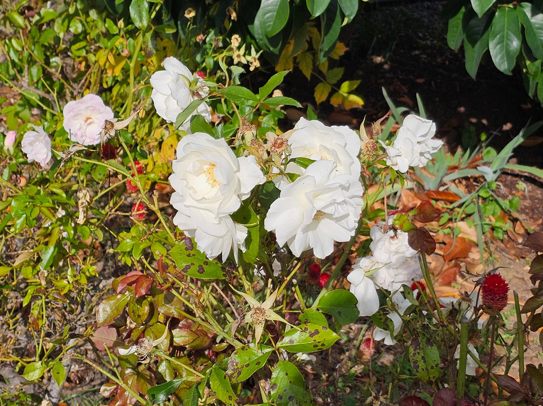 Hills Of Gold Motel主图