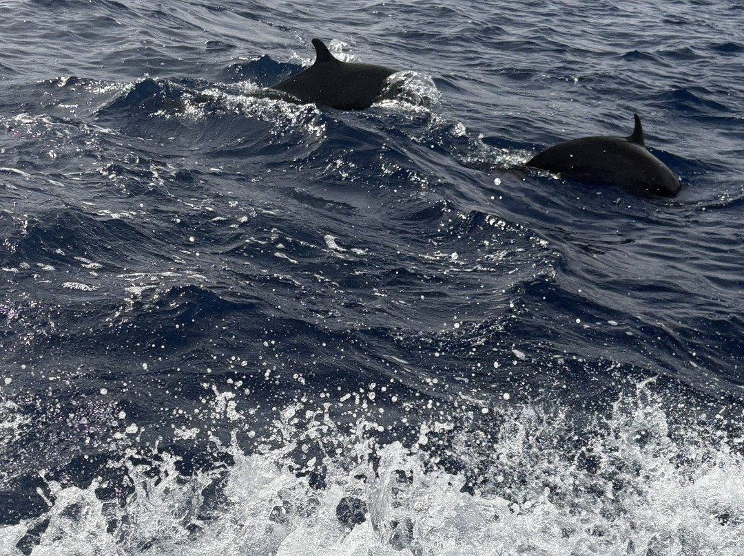 Sinai Scuba Diving Center-沙姆沙伊赫必去景点