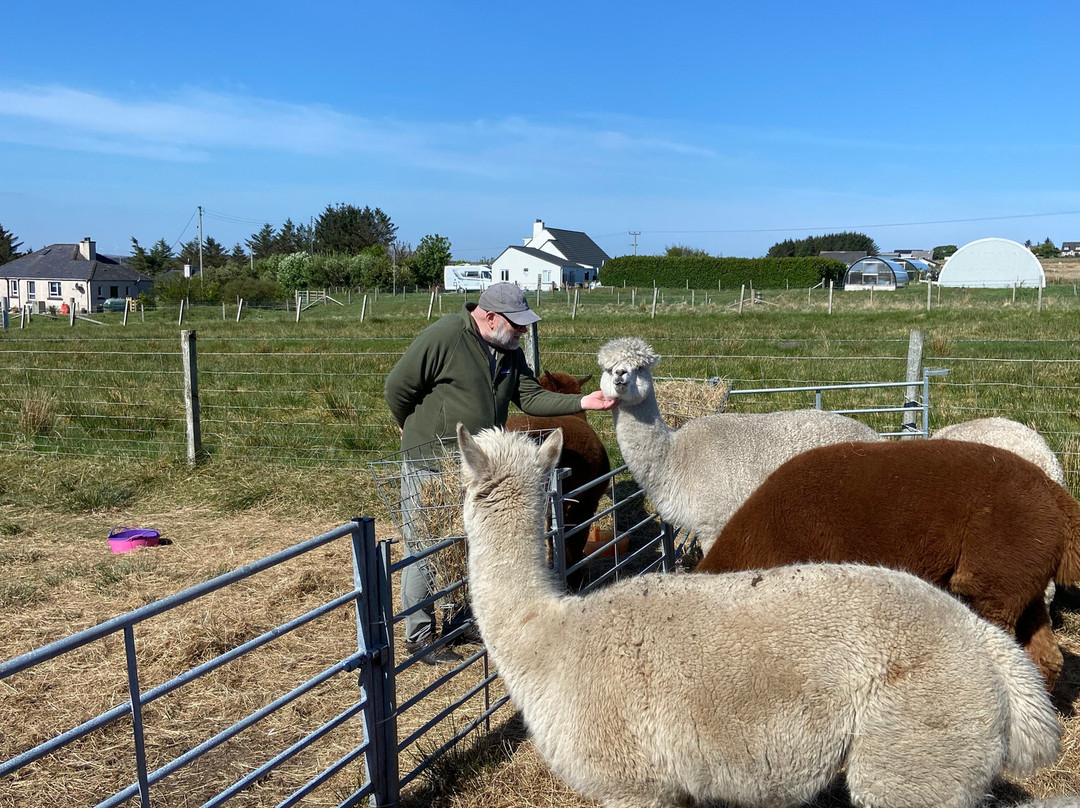 Alpacan - Alpacas of the Outer Hebrides景点图片