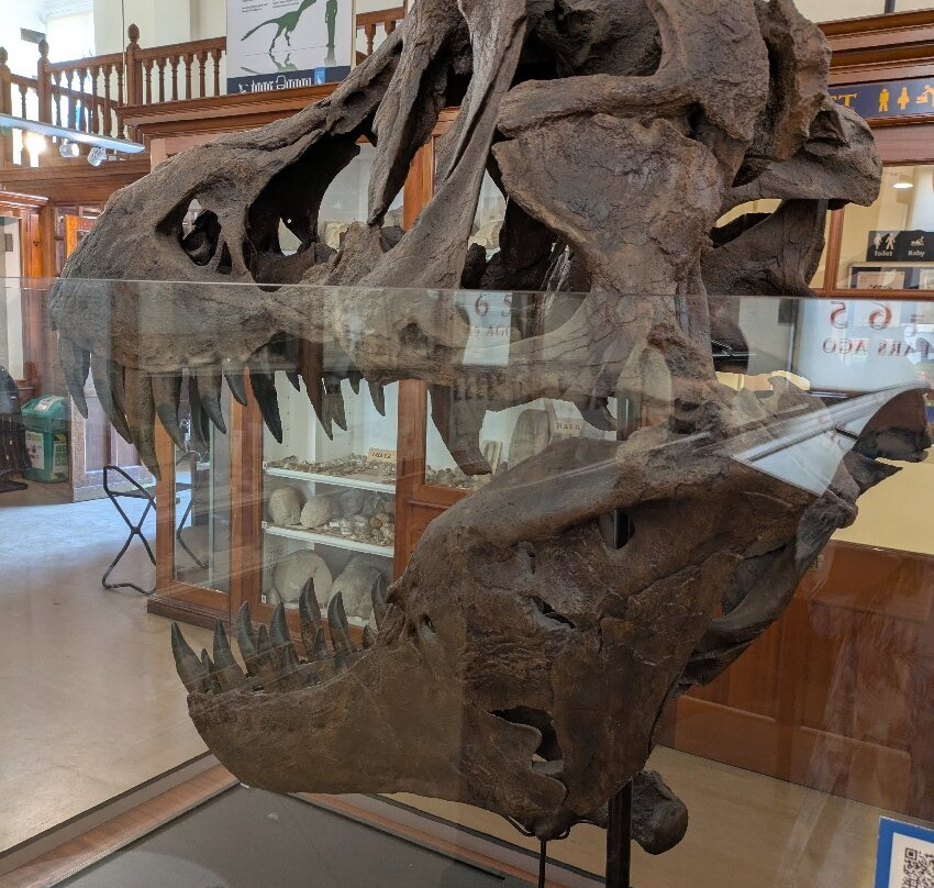 Sedgwick Museum of Earth Sciences-剑桥必去景点