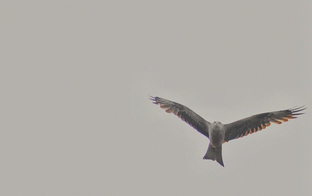 Birding Naturaleza景点图片