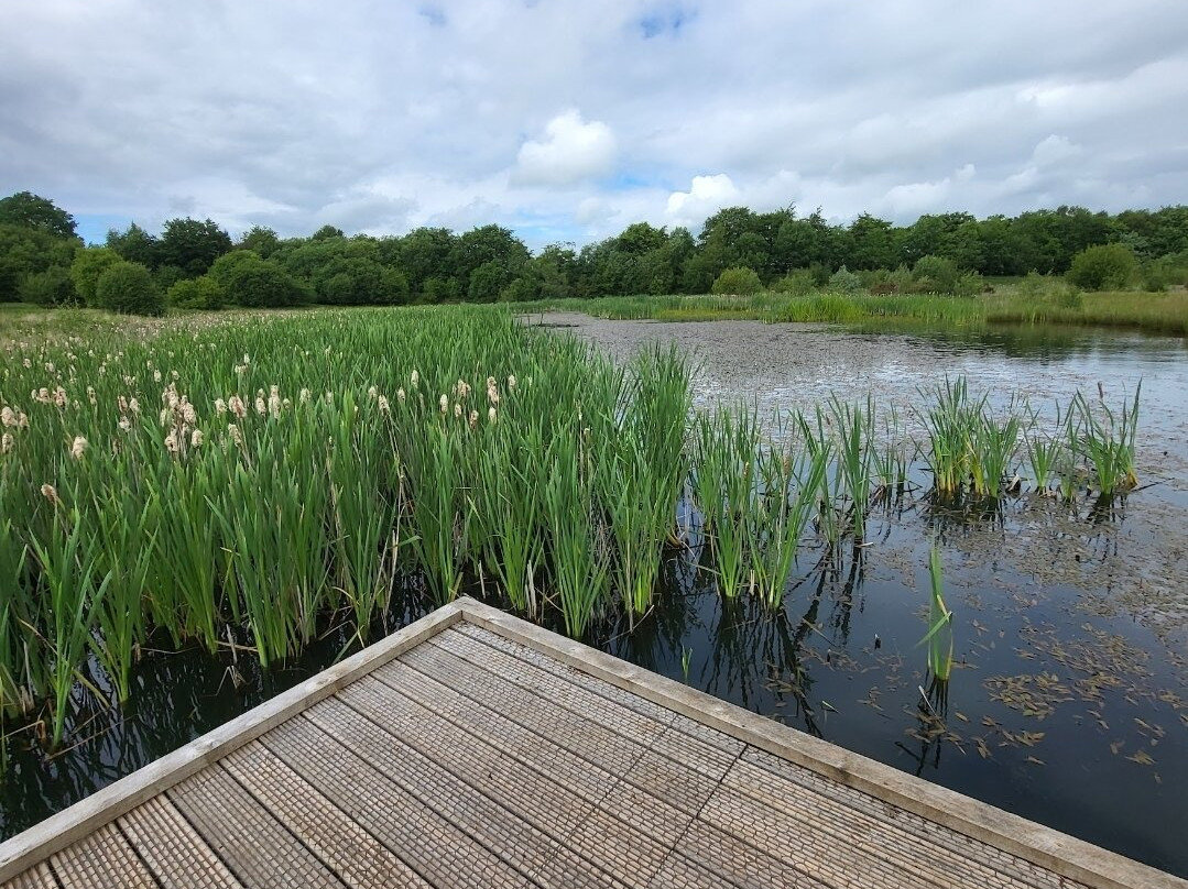 Hannahston Community Woodland-Drongan必去景点