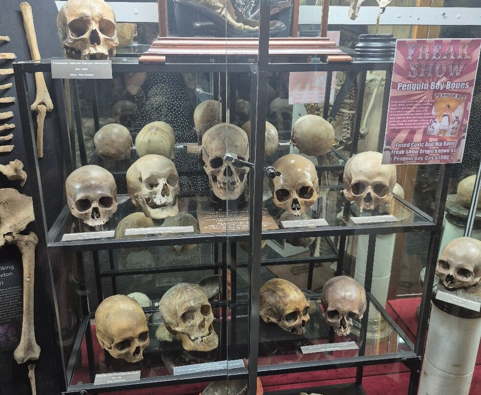 The Museum Of Curiosities-诺丁汉必去景点