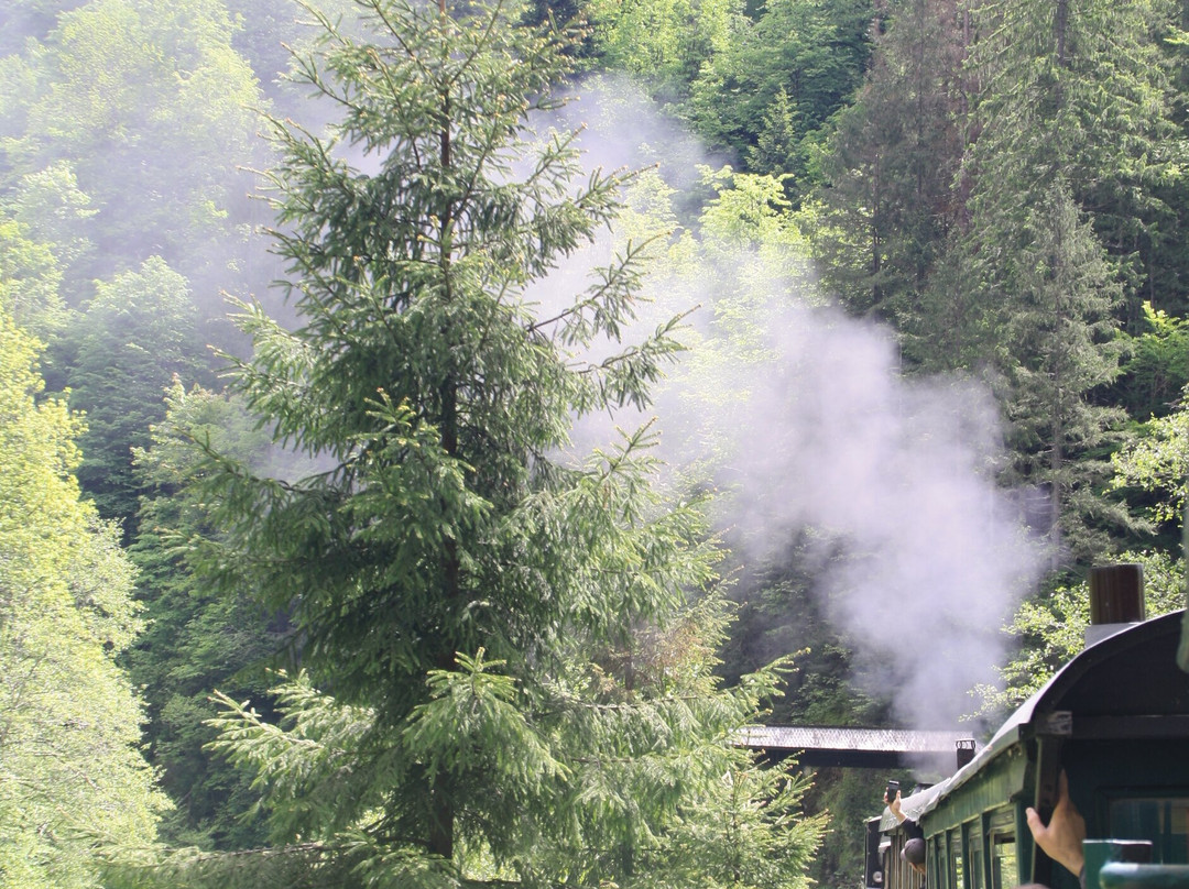 Vaser Valley Forestry Railway - Day Tours-Viseu de Sus必去景点