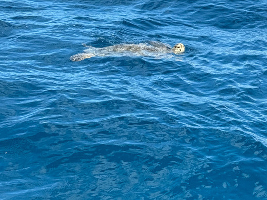 Aloha Scuba Diving Company-火奴鲁鲁必去景点