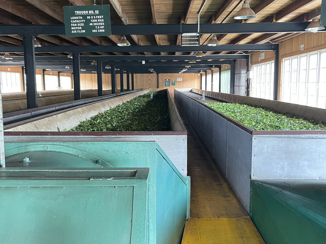 Private Tour Driver Sri Lanka-康提必去景点