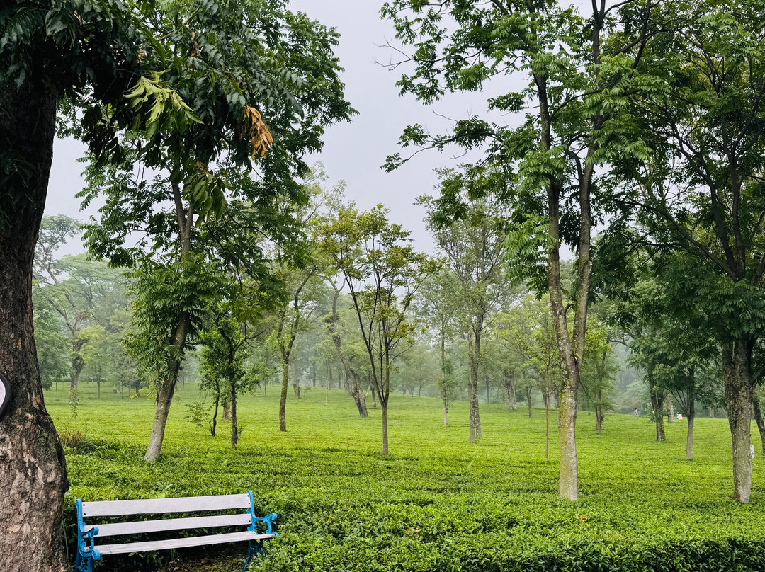 Wah Tea Estate-Palampur必去景点