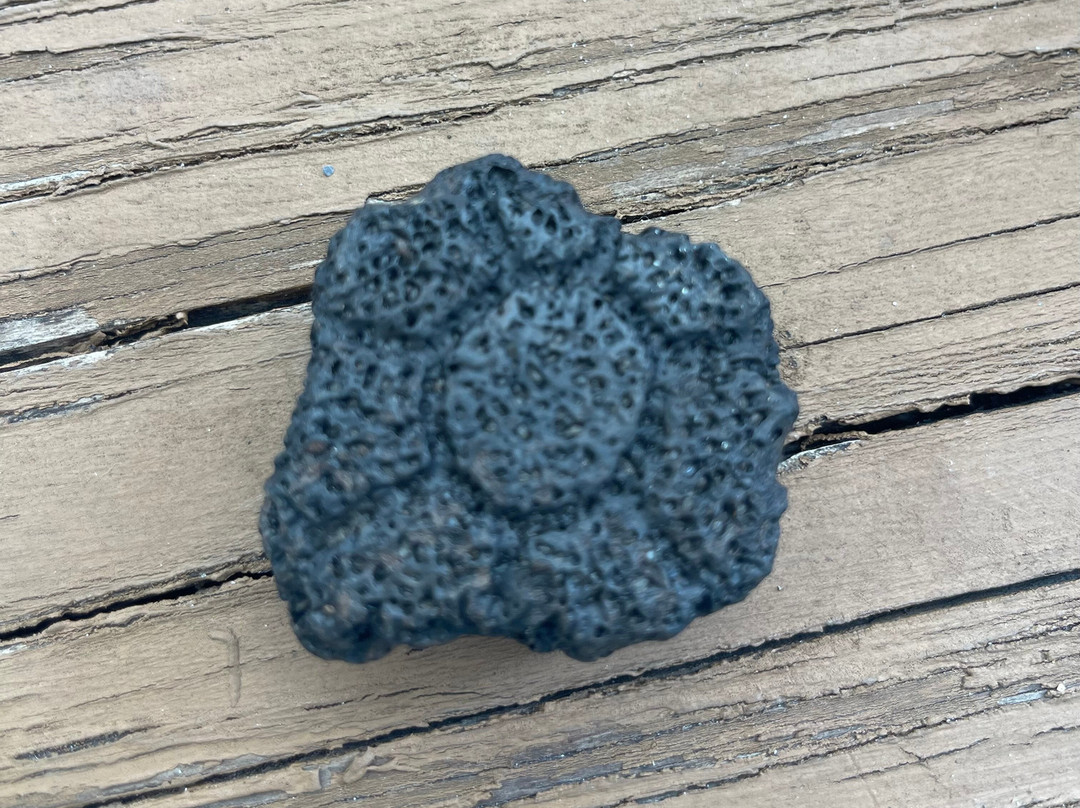 Fossil Junkies, Llc-Alva必去景点