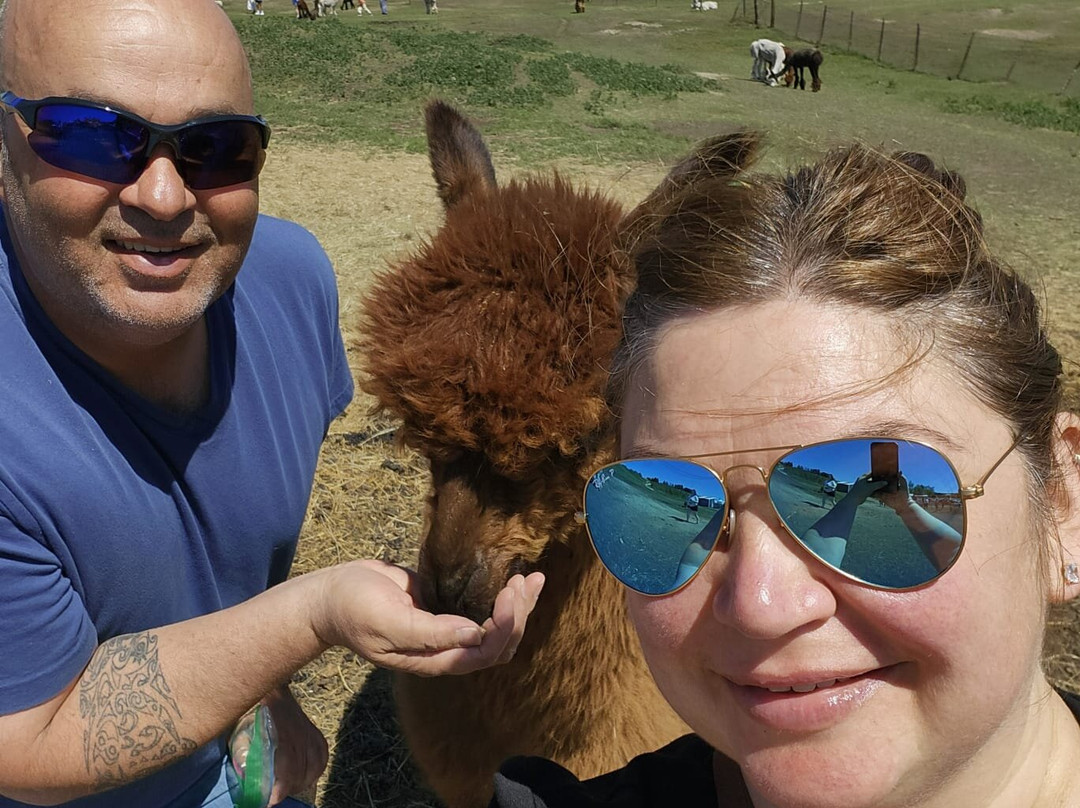 Kirks Alpaca Farm-Torrington必去景点