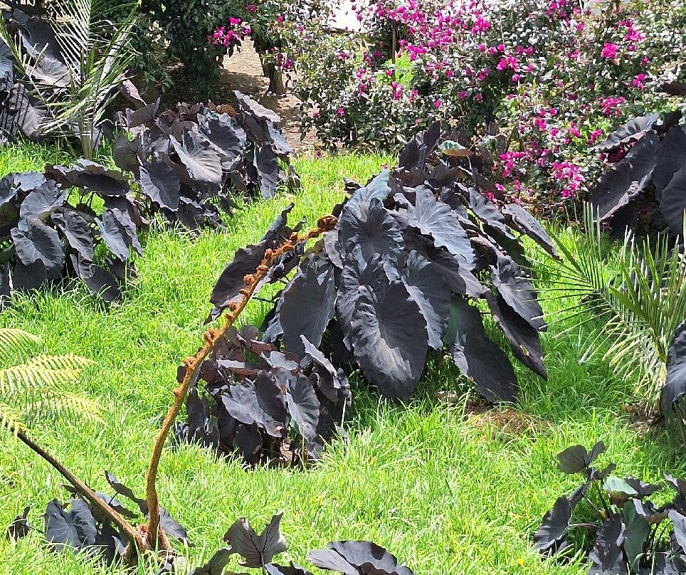 Valle De Cocora-萨伦托必去景点