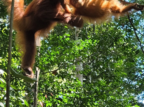 Bukit Lawang - Jungle Trekking-武吉拉旺必去景点