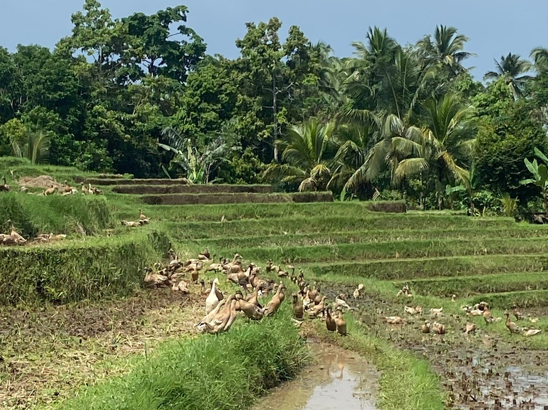 Bali Sesandan Garden主图