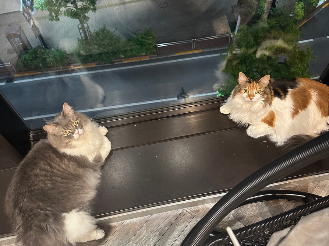 Cat Cafe Mocha Lounge Shibuya Koen-dori Branch-涩谷区必去景点
