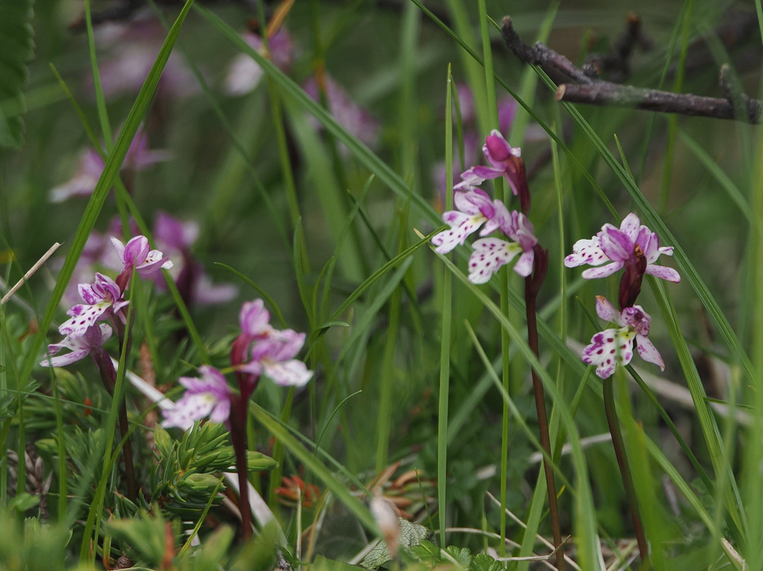 Blue Ice Explorer-Narsarsuaq必去景点