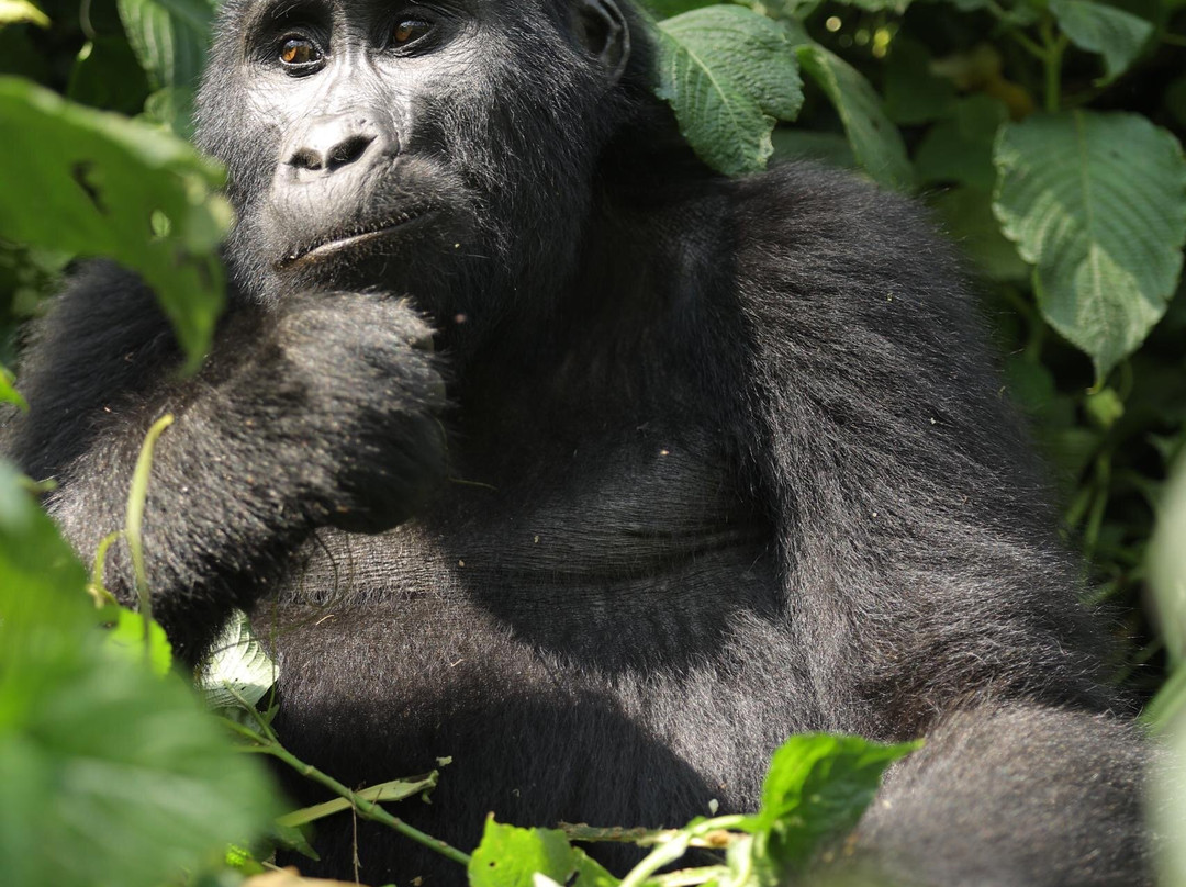 Astellar Travels Africa-内罗毕必去景点