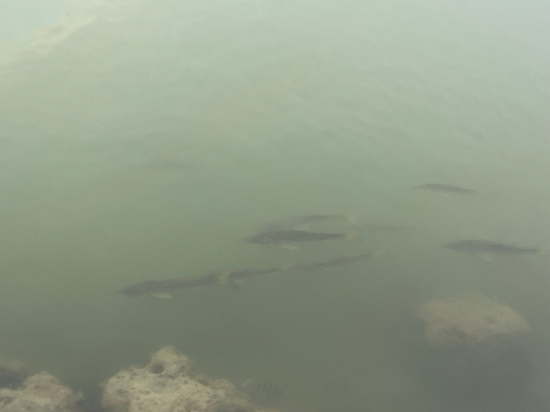 The Boat House Marco Island主图