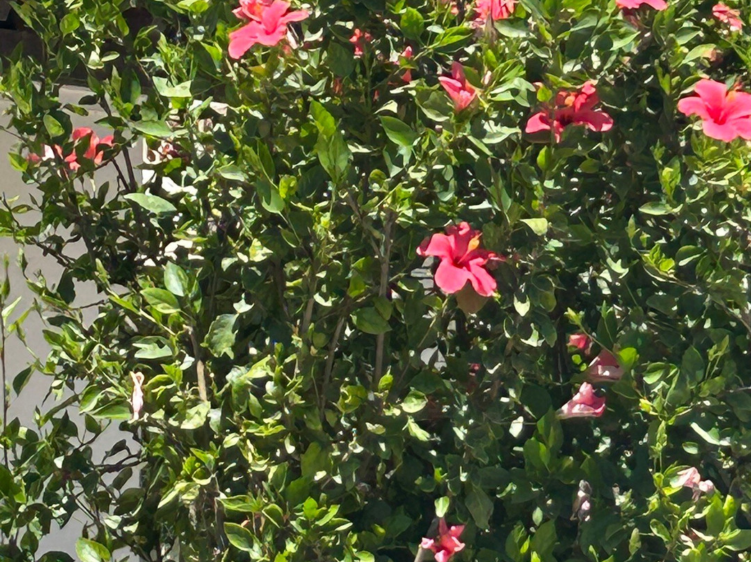 Rota das Ilhas - Boat Tours-奥良必去景点