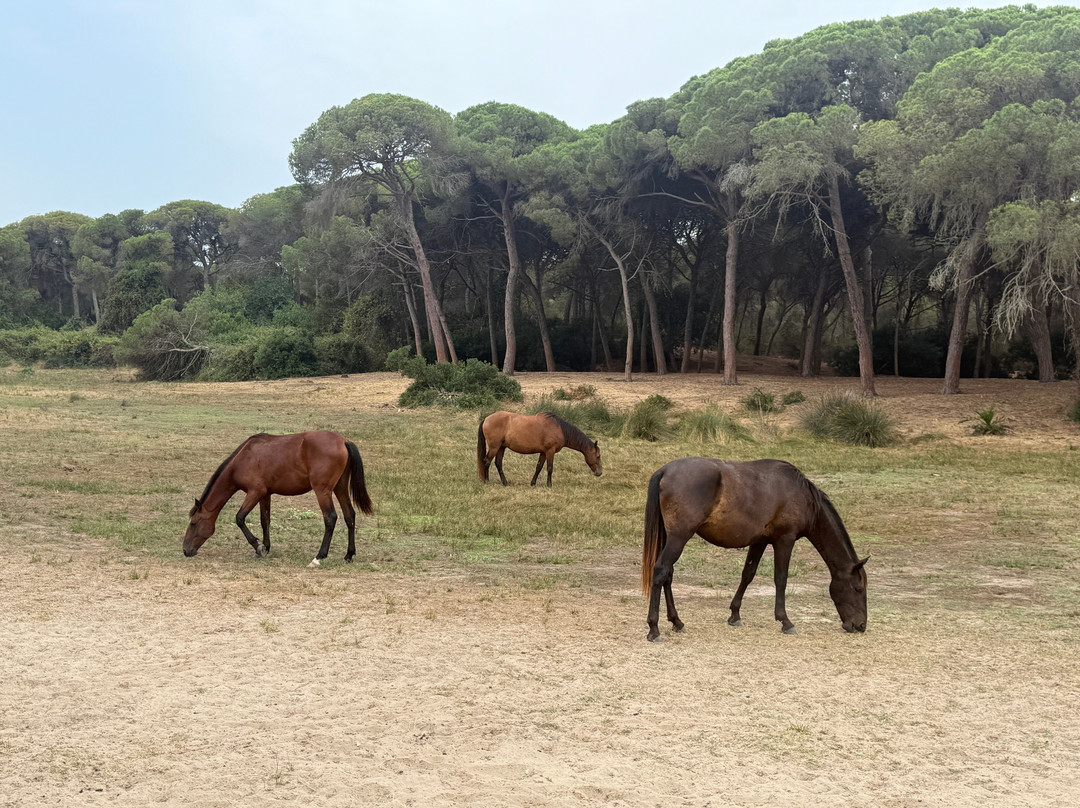 Faro del Sur-Isla Cristina必去景点
