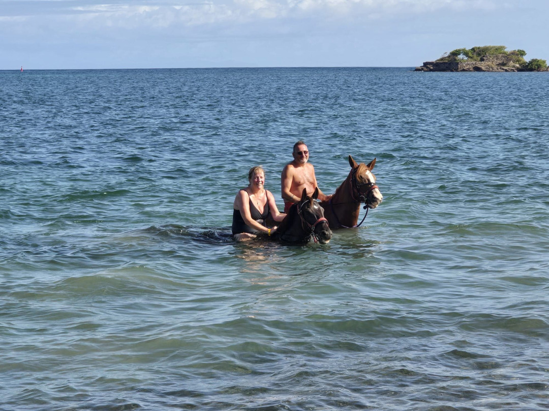 Antigua Equestrian Centre-Saint Paul Parish必去景点