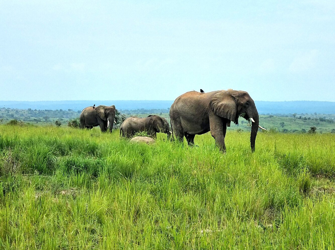 Mukisa Safaris-坎帕拉必去景点