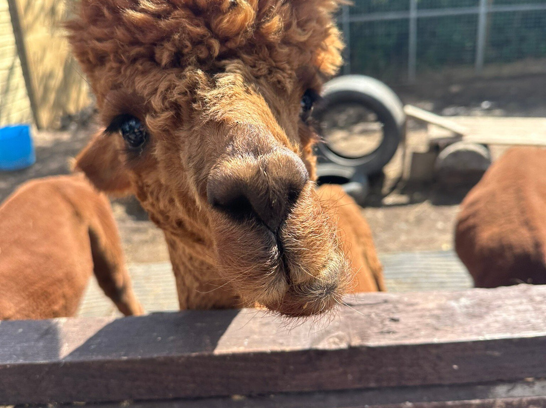 Polesworth Donkey Sanctuary-塔姆沃思必去景点