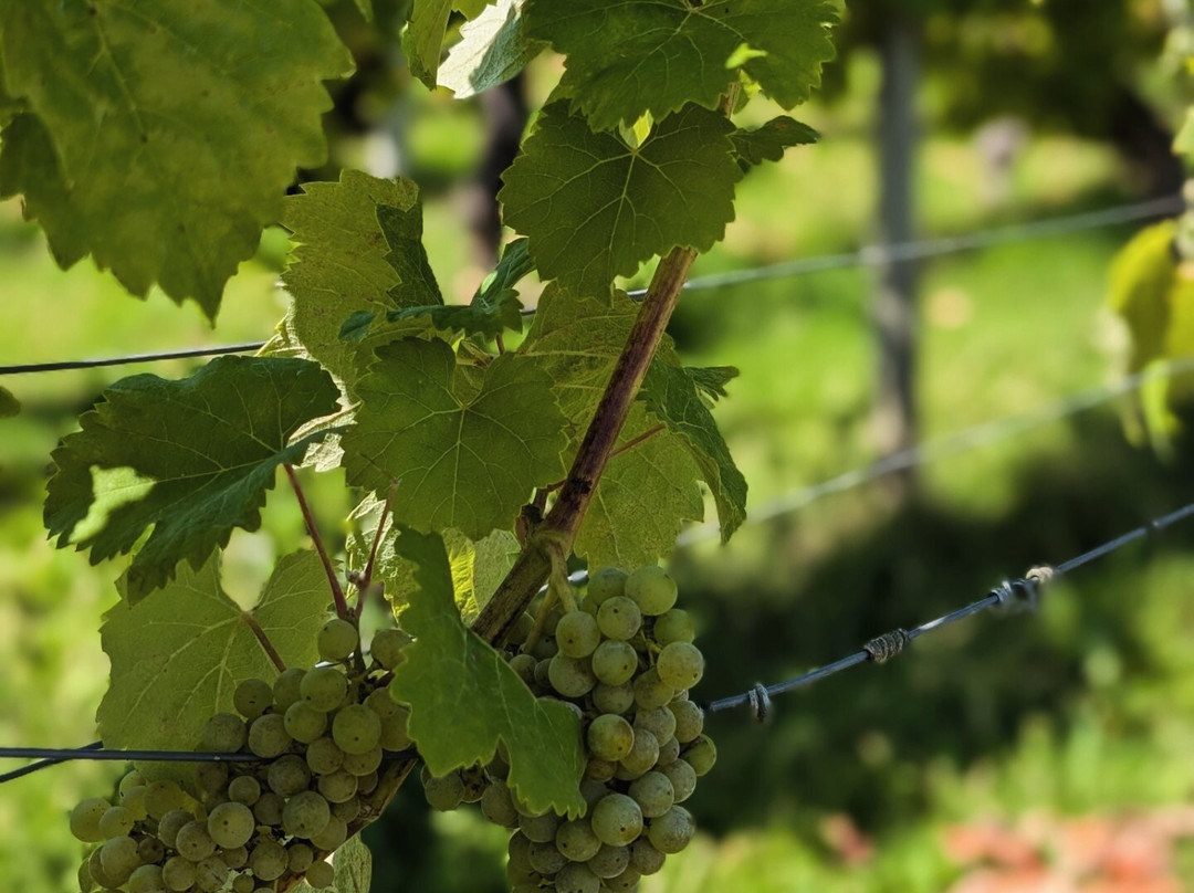 Welcombe Hills Vineyard-Snitterfield必去景点