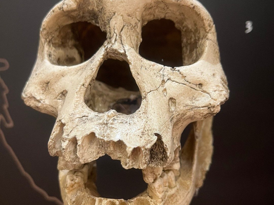 Musee National de Prehistoire-Les Eyzies-de-Tayac-Sireuil必去景点