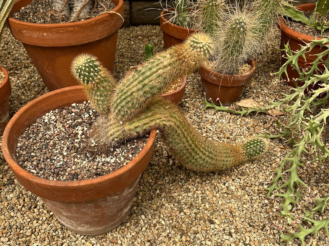 摩登热带植物园-棕榈泉市必去景点