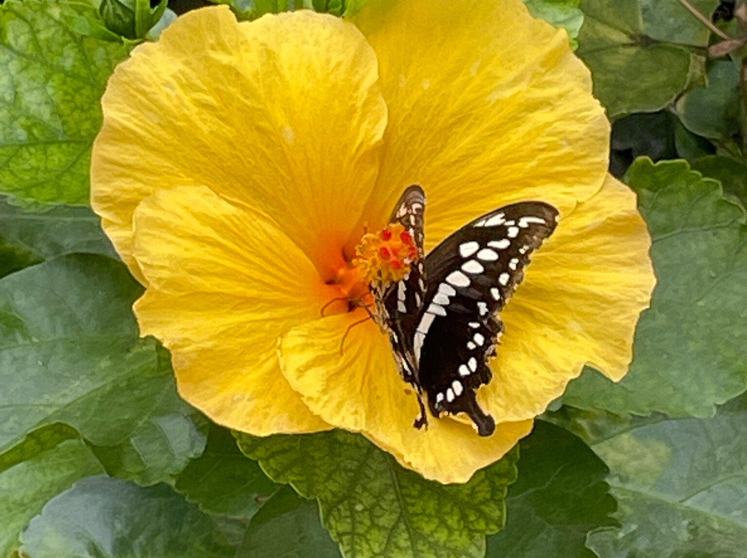 Schmetterlingspark Fehmarn-Burg auf Fehmarn必去景点
