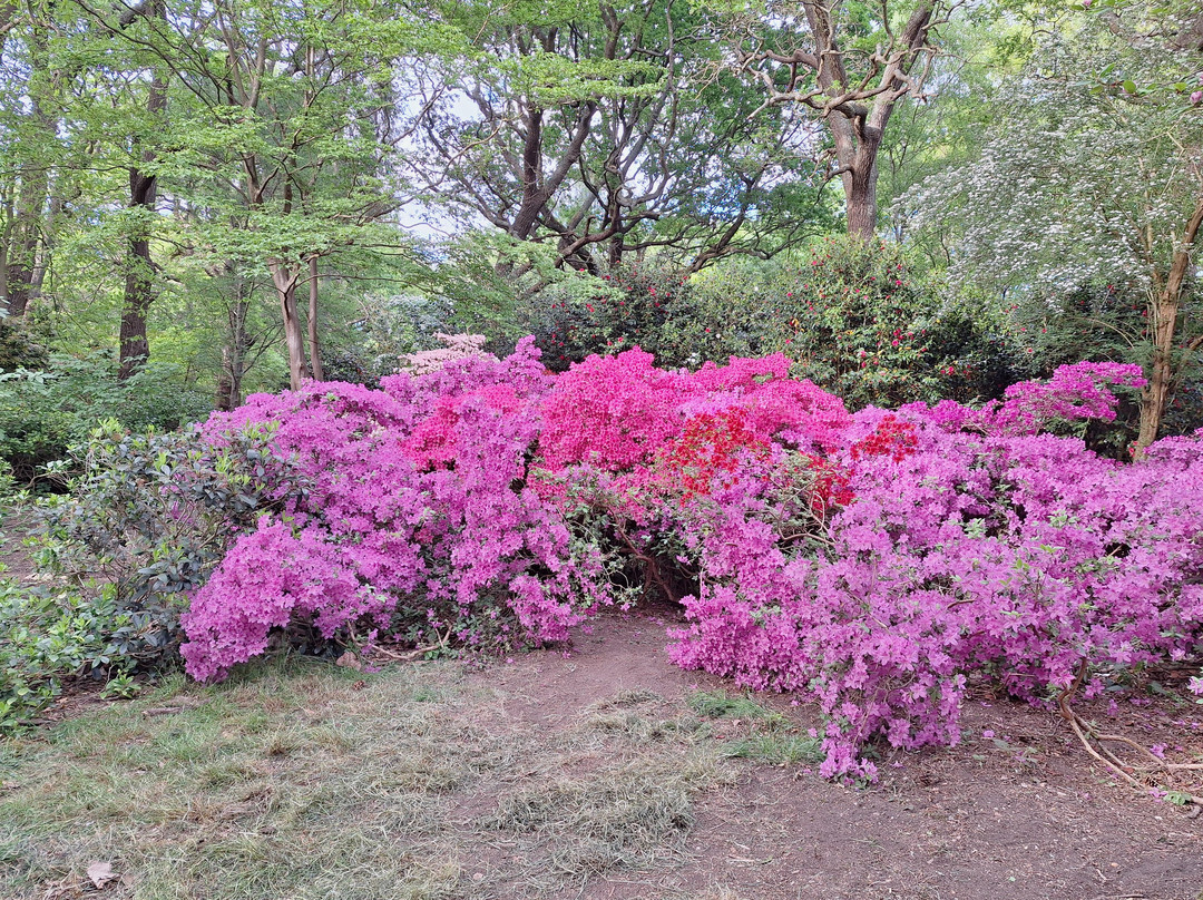 Isabella Plantation-泰晤士河畔里士满必去景点
