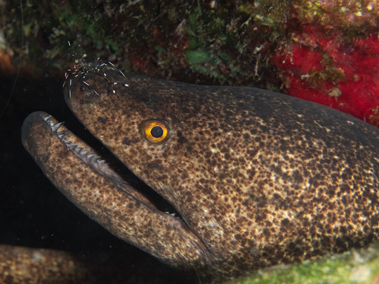 太平洋沿岸潜水有限公司-凯鲁瓦-柯纳必去景点