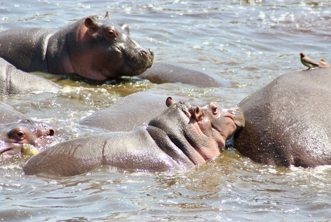 Serengeti Hippo Pool-塞伦盖蒂国家公园必去景点